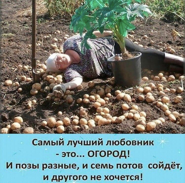 Чем весной засеять огород, чтобы земля отдохнула. культуры, засеваемые для отдыха земли