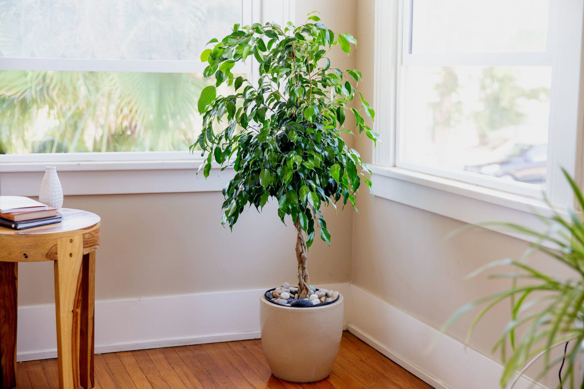 Фикус Бенджамина (Ficus benjamina)