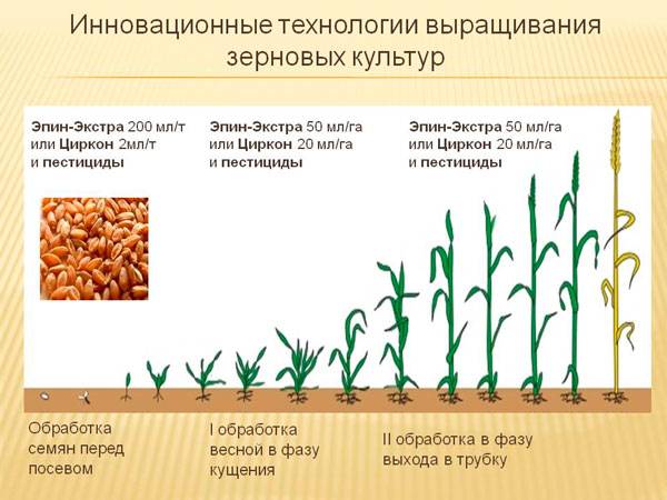 Подготовка семян к посадке