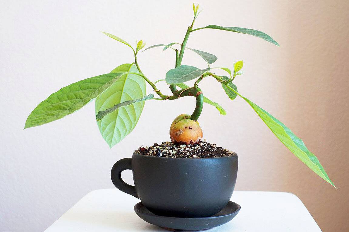Как вырастить дерево авокадо - wikihow