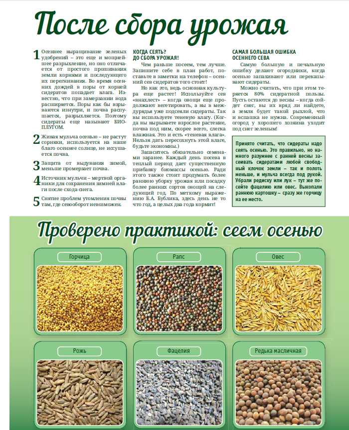 Всё, что нужно знать про сидераты