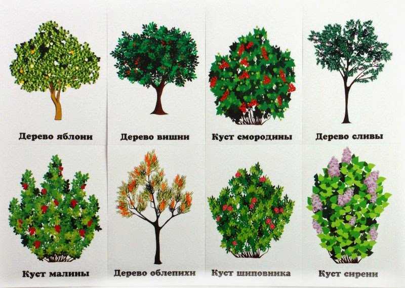 Подкормка смородины в июне 2023 для большого урожая, какие удобрения вносить