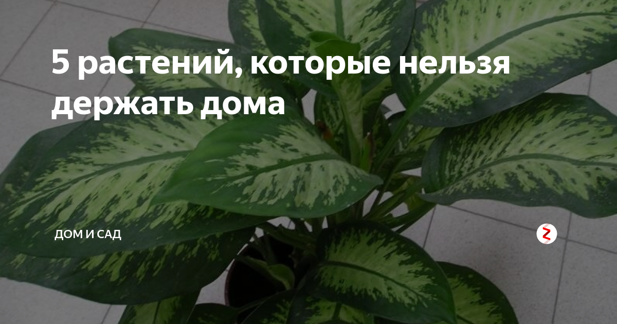 Какие комнатные растения нельзя держать дома и почему