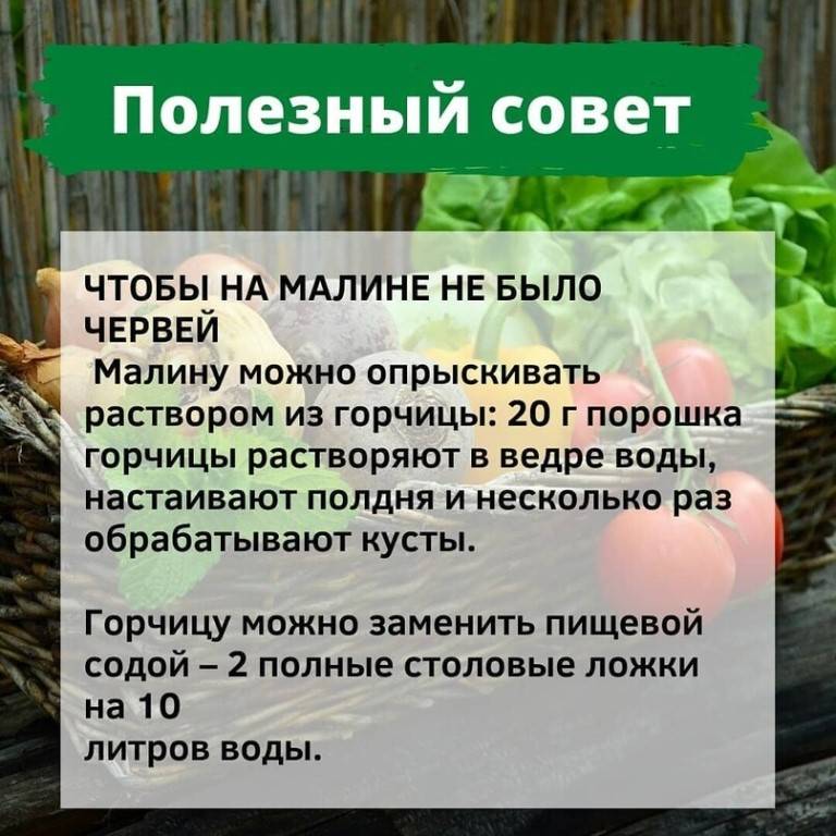 10 полезных примеров использования марганцовки в саду