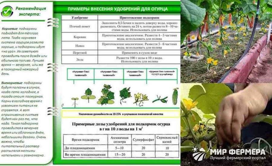 Подкормка огурцов в теплице: виды удобрений, сроки, дозировки