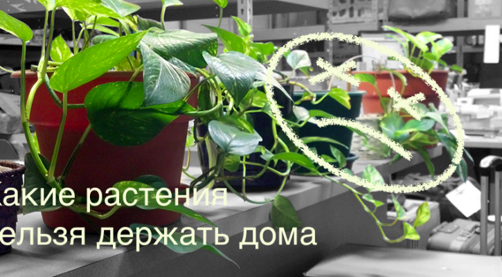 10 токсичных комнатных растений, которые отравляют людей и домашних животных