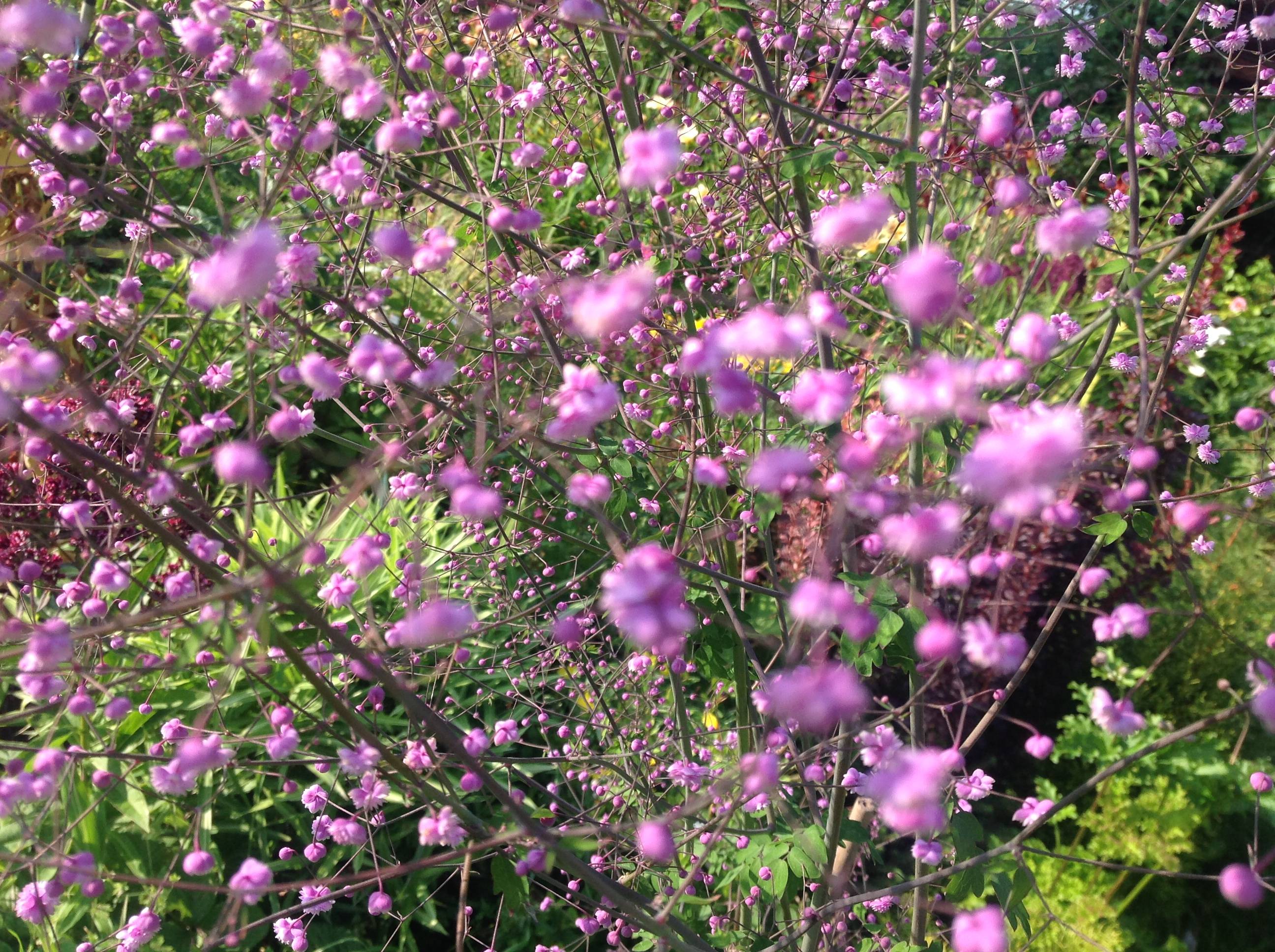 Василистники — скромные крошки и гиганты в вашем цветнике . фото — ботаничка