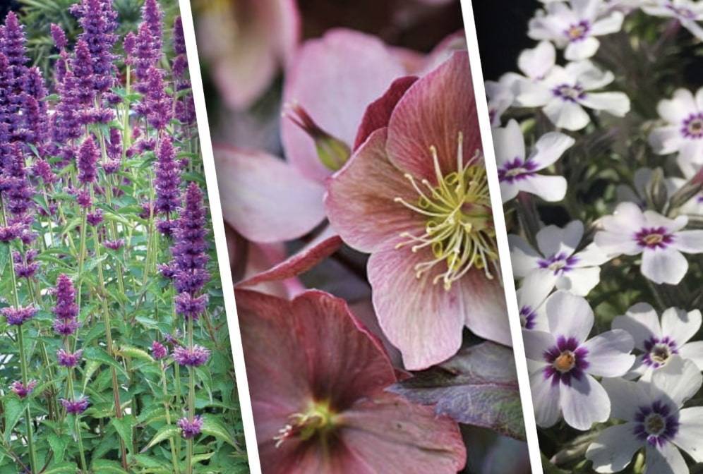 ✅ как подготовить многолетние цветы к зиме: полезные советы цветоводам