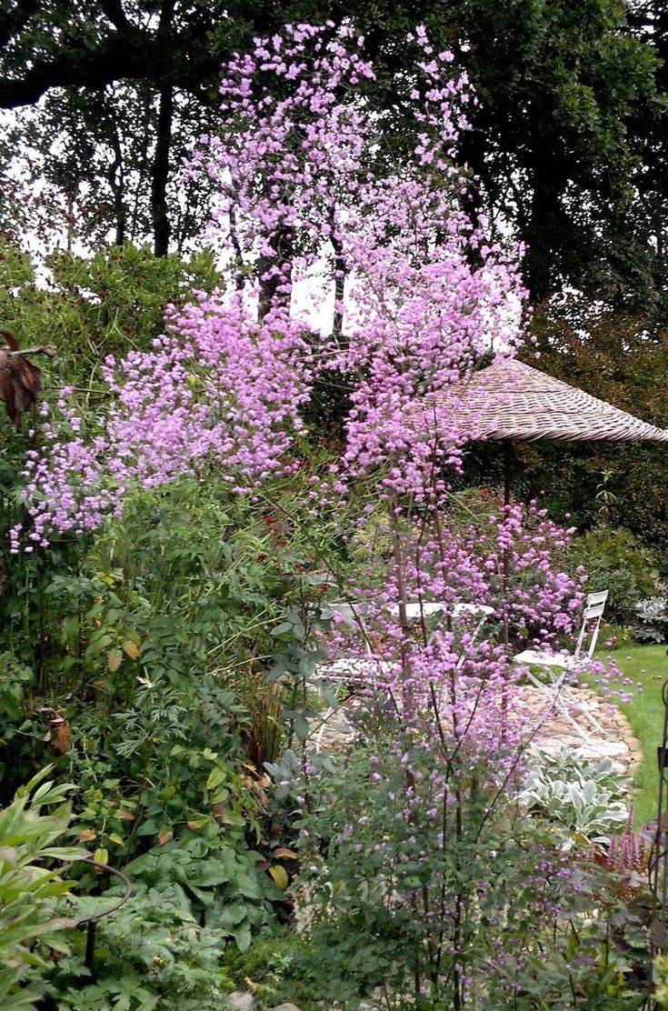 Василистник делавея: 120+ красивых фото (+ описание и секреты выращивания)