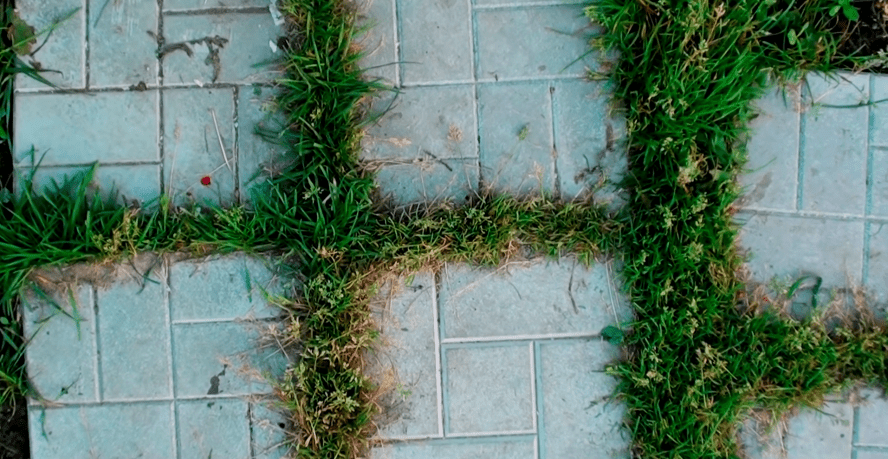 Защита тротуарной плитки от сорняков: эффективные способы удаления травы
