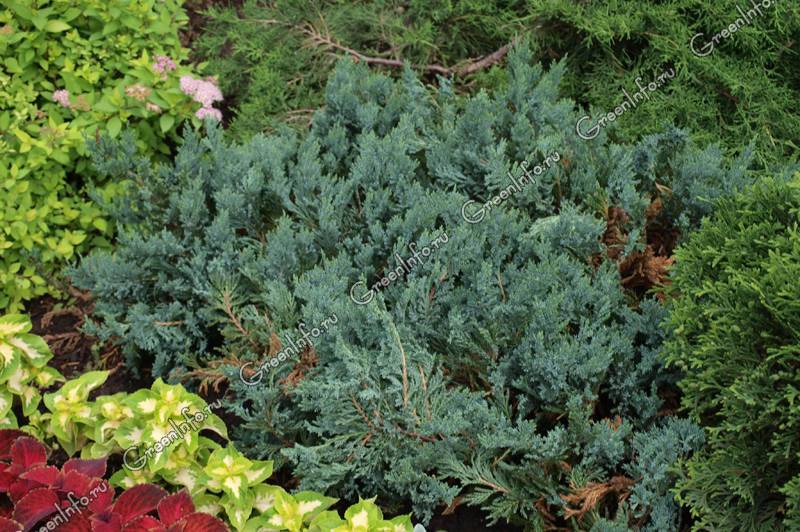 Можжевельник скальный блю эрроу – секреты посадки и ухода за голубой стрелой | sad-doma.net