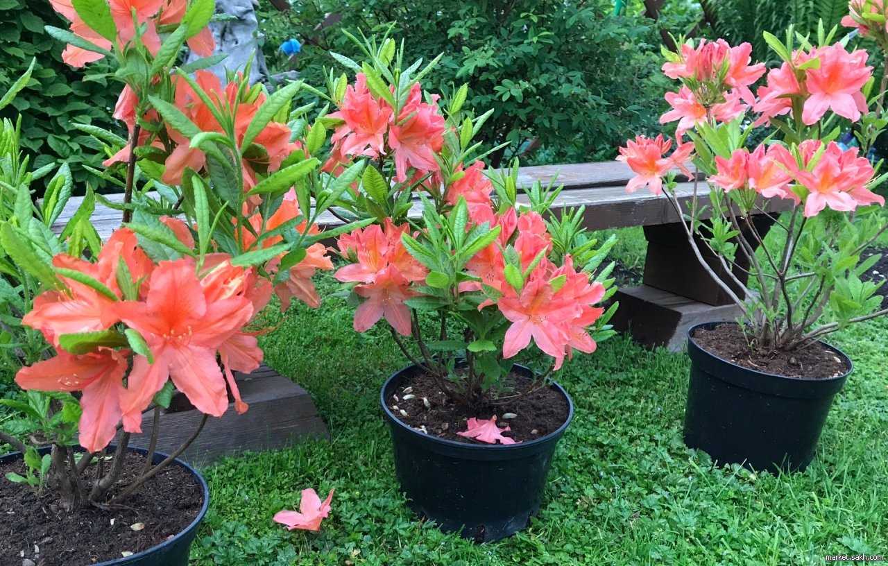 Рододендрон: «цветочный взрыв»: выращивание и уход в открытом грунте