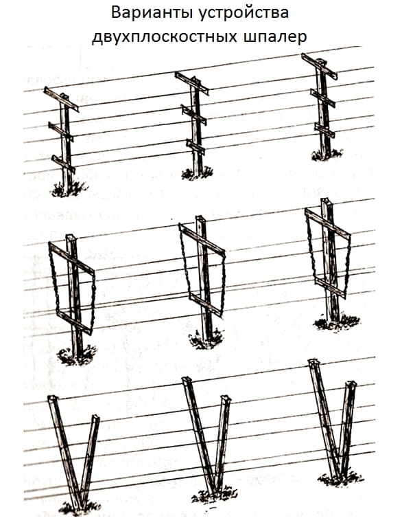 Двухплоскостная шпалера для винограда своими руками чертежи и фото