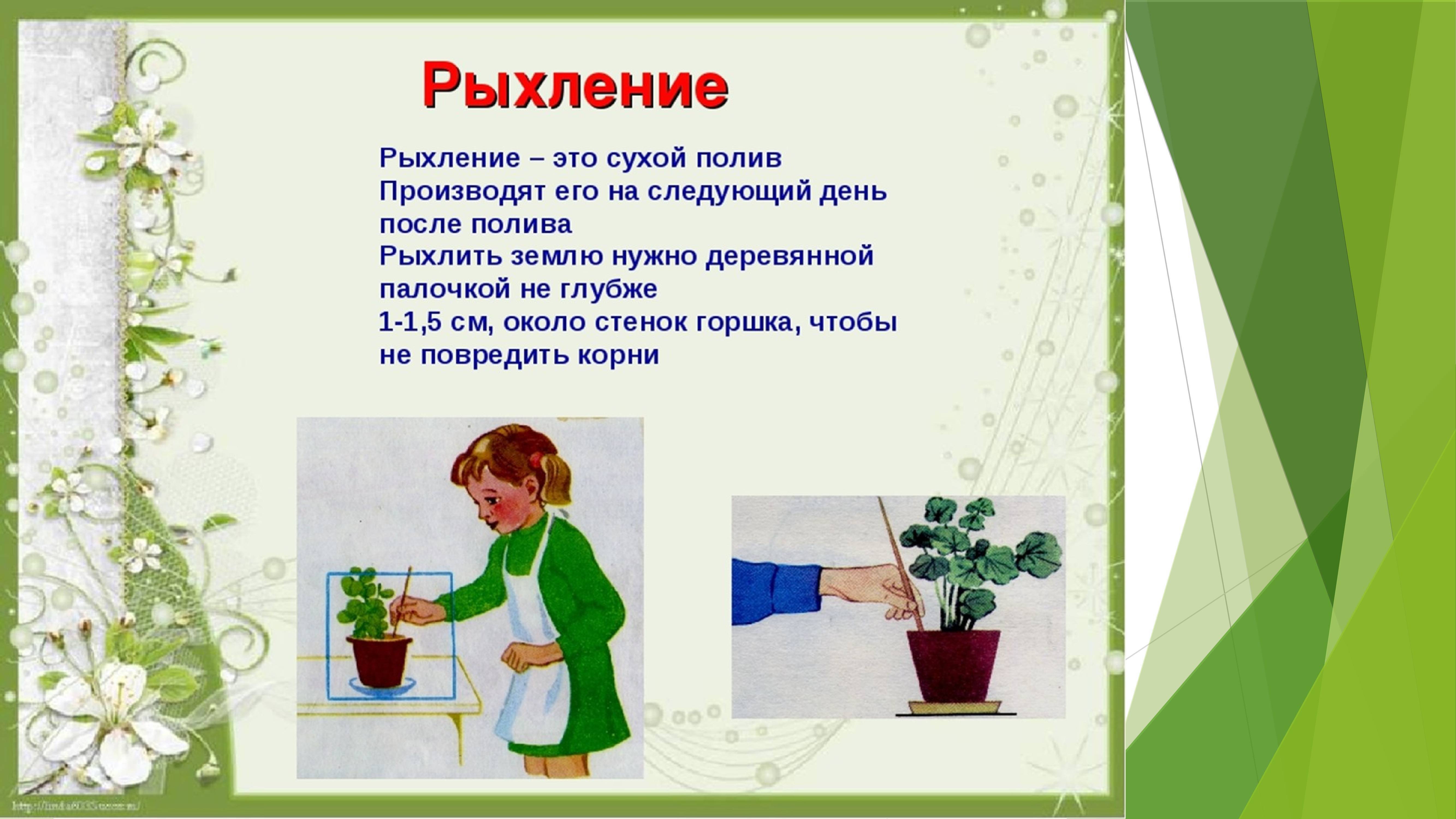 Уход за комнатными растениями своими руками: инструкция, фото, полив, пересадка, подкормка, размножение