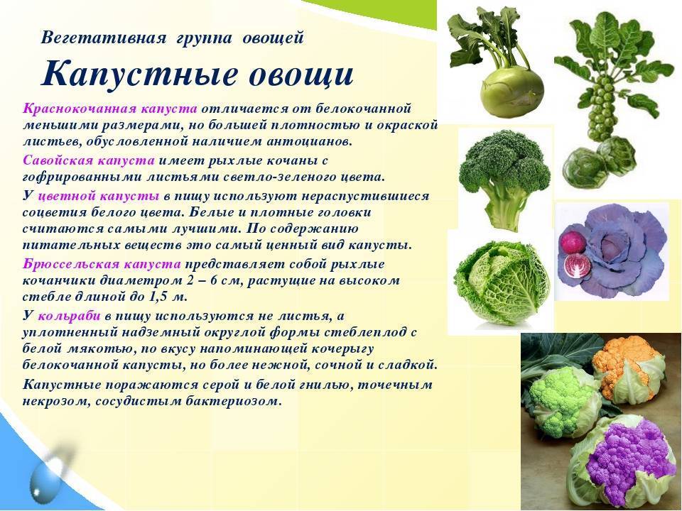 Капустные овощи таблица. Виды капусты. Капустная группа овощей. Сорта капусты с названием. Характеристика капустных овощей.