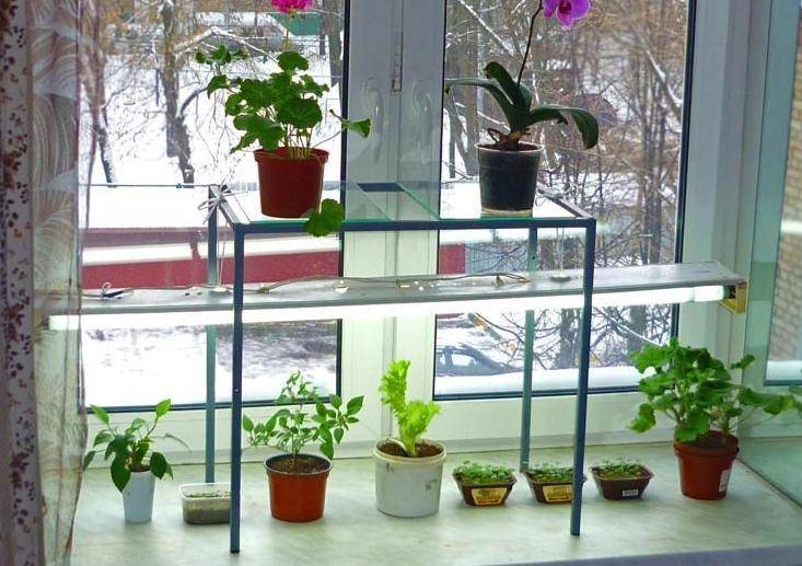 Где выращивать рассаду кроме подоконника – 2 варианта — агроxxi