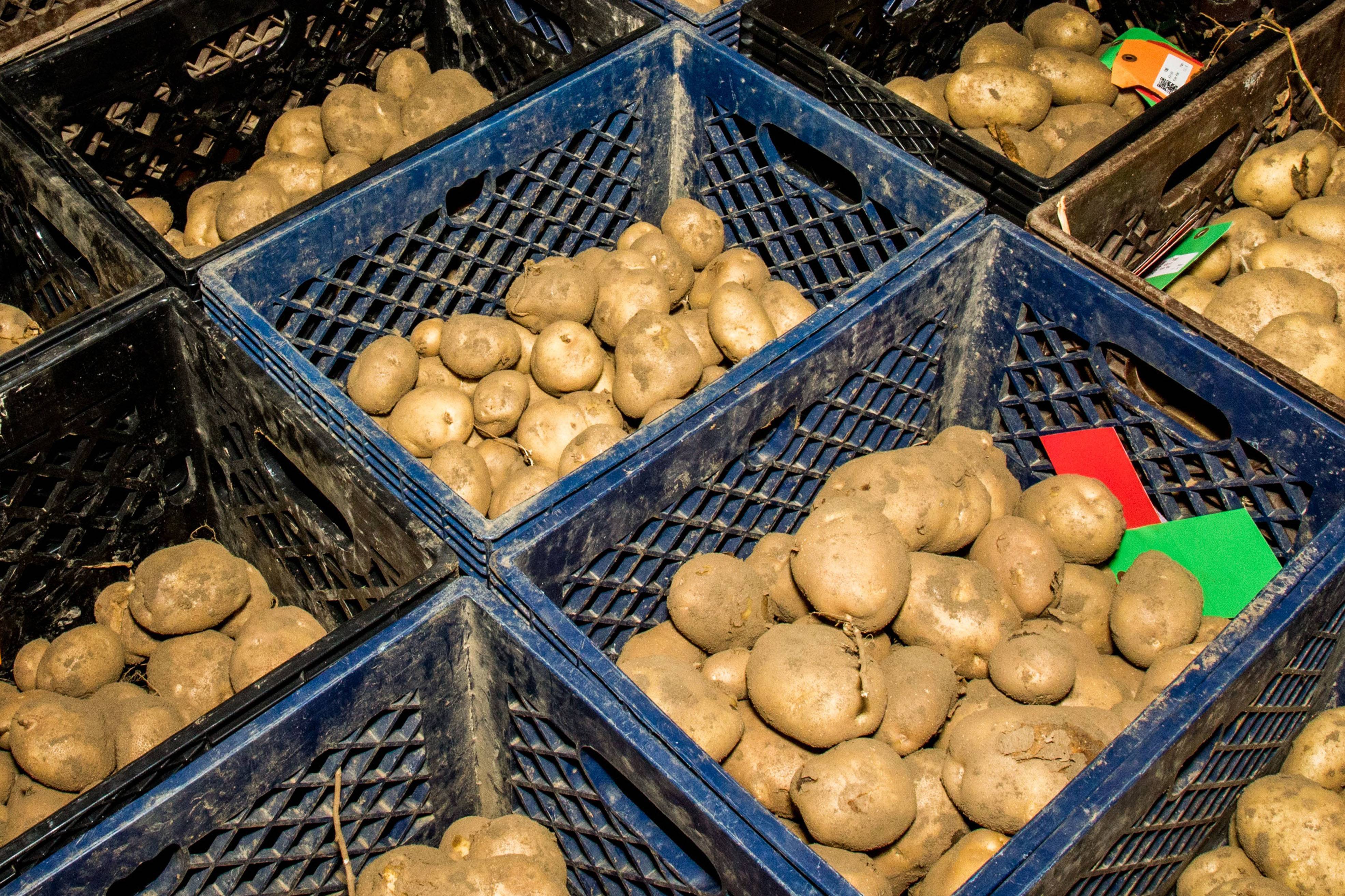 Можно ли хранить картошку в холодильнике, как правильно и сколько по срокам