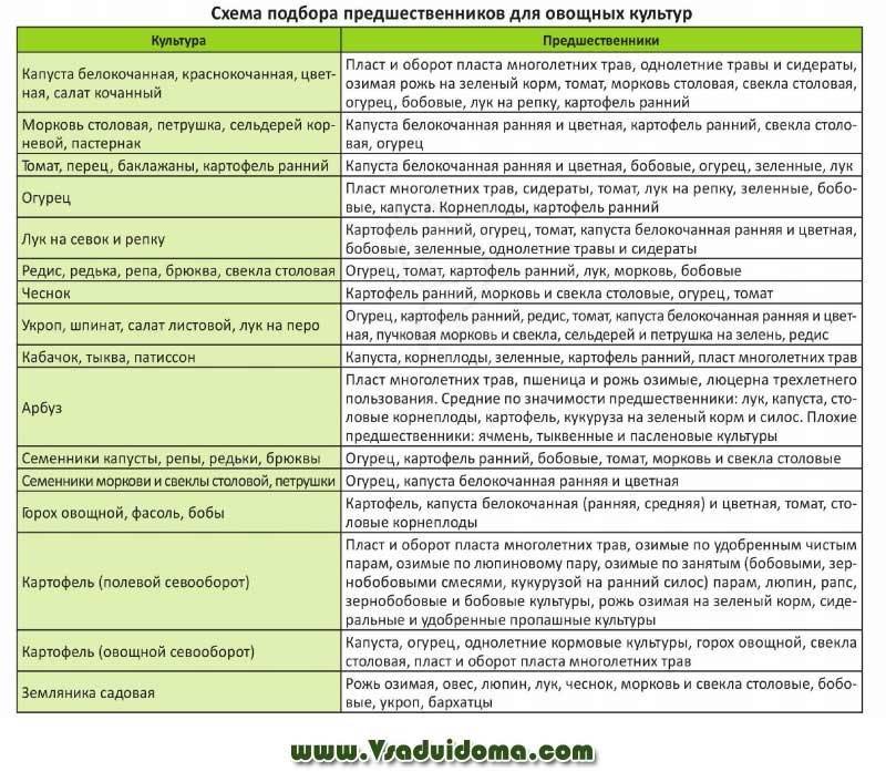 Сидераты для огорода — что это такое, когда и как сеять