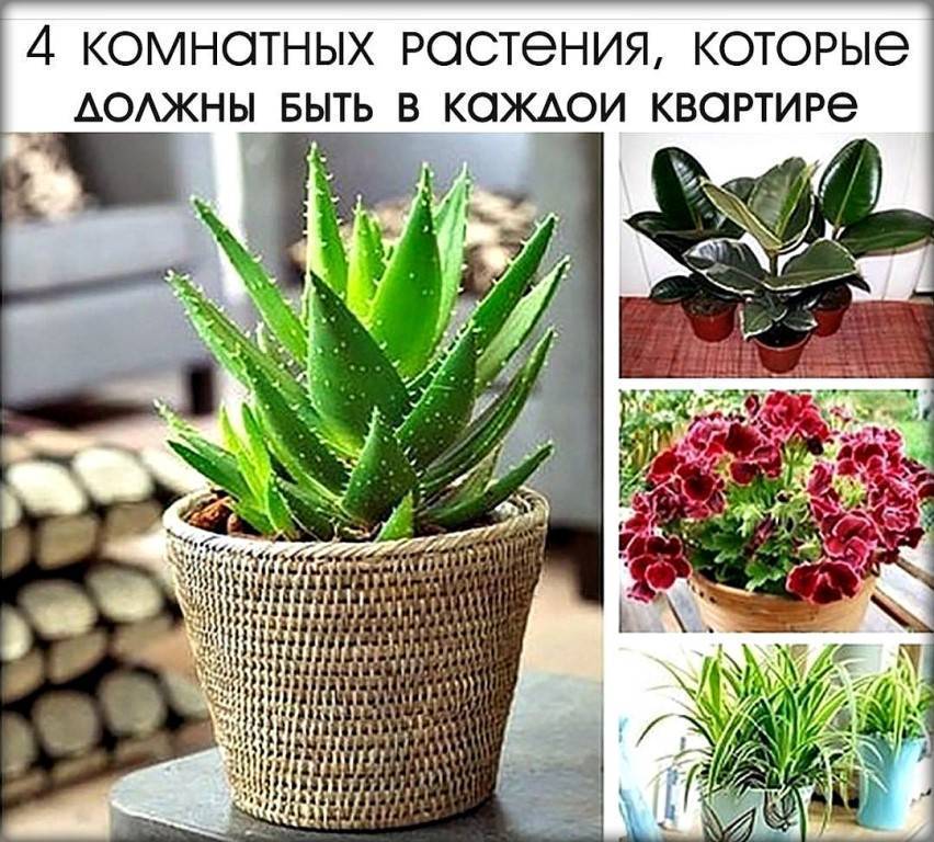 Какие цветы должны быть в доме обязательно по народным приметам | requesto.ru