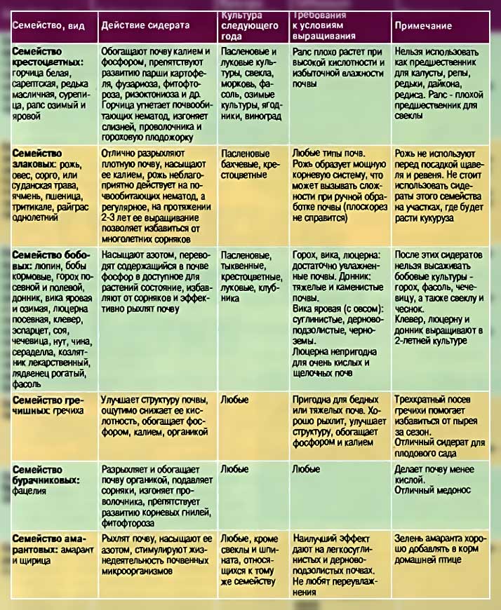 Сидераты для огорода весной и осенью: какие лучше