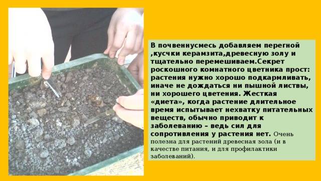 Какие овощи и цветы нельзя кормить золой