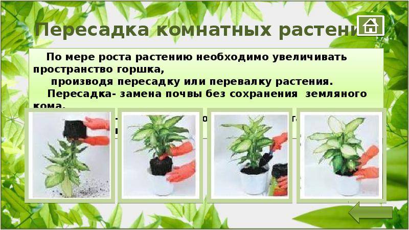 Все секреты пересадки комнатных цветов методом перевалки