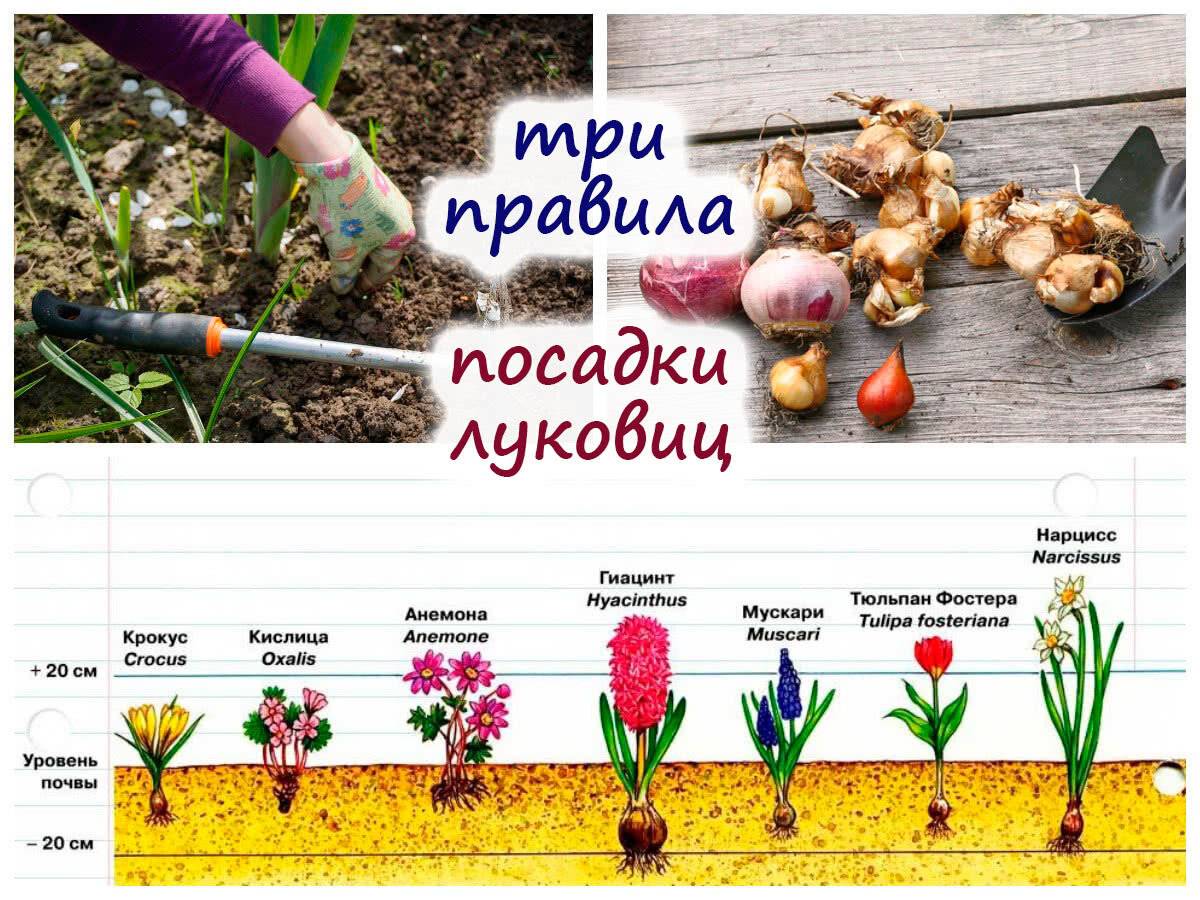 Тюльпаны луковицы посадка. Глубина посадки луковиц тюльпанов. Нарциссы глубина посадки весной. Схема посадки луковичных. Глубина посадки луковичных.