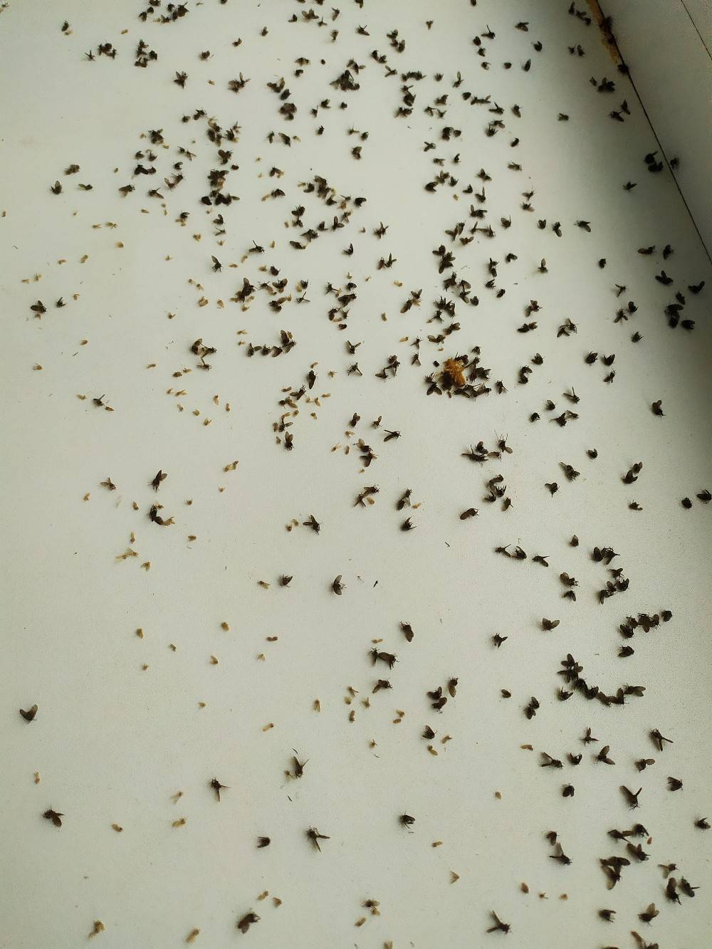 Появились мухи в квартире. Маленькие чернышки мошки. Мошки бетилиды. Маленькие Ашки.