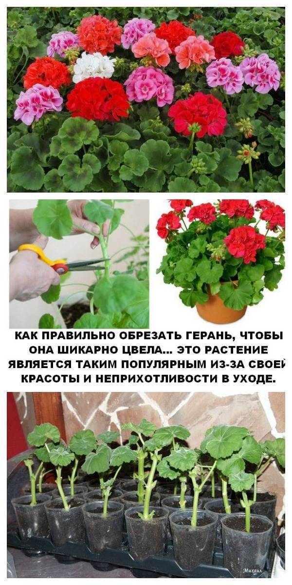 Герань: уход в домашних условиях для начинающих, чтобы цвела