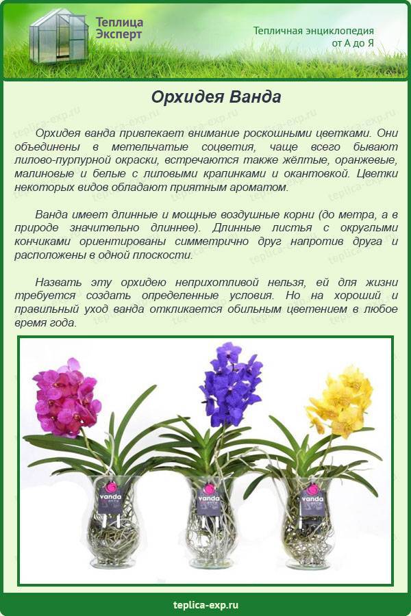 Как ухаживать за орхидеей в домашних условиях: инструкция для начинающих