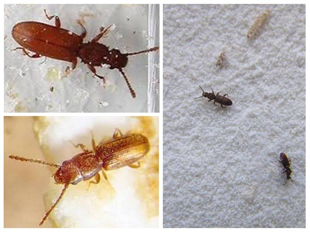 🐜 как избавится от домашних жуков на кухне: виды насекомых, способы борьбы