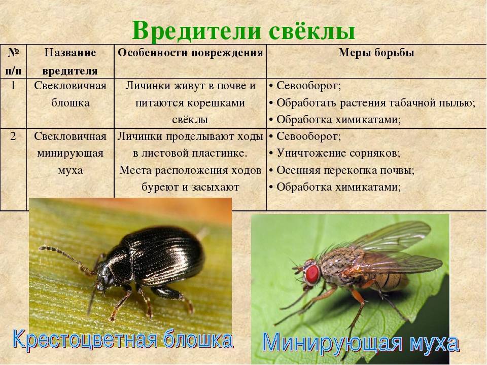 Полезные насекомые