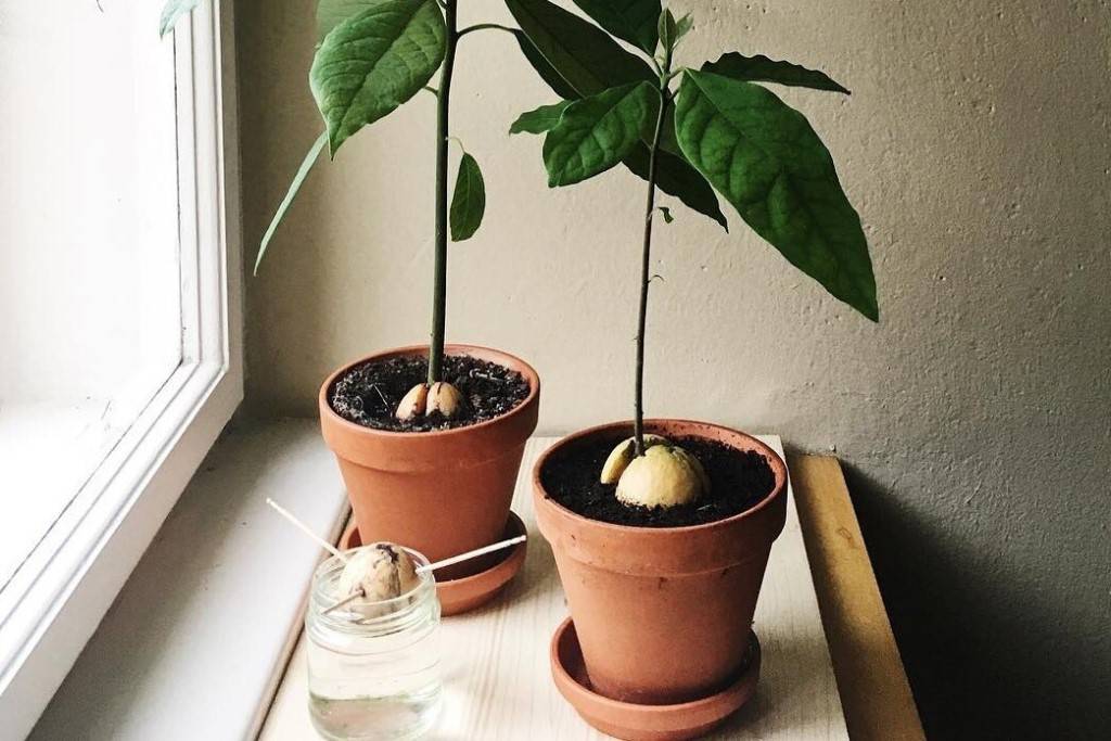 Как вырастить авокадо из косточки - два проверенных способа