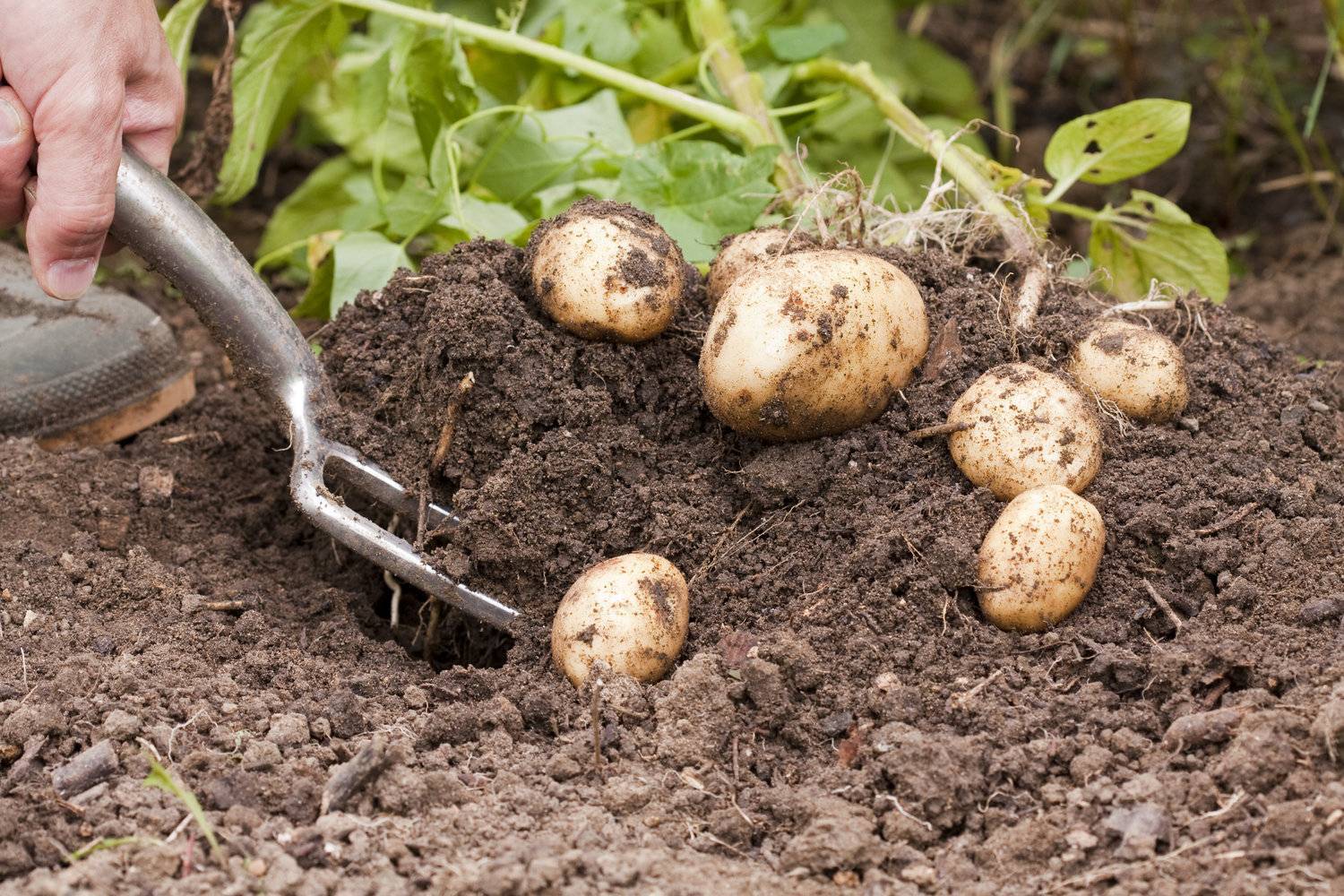 Что можно посадить пораньше. Картошка в огороде. Копка картофеля. Картофель на грядке. Картошка на даче.