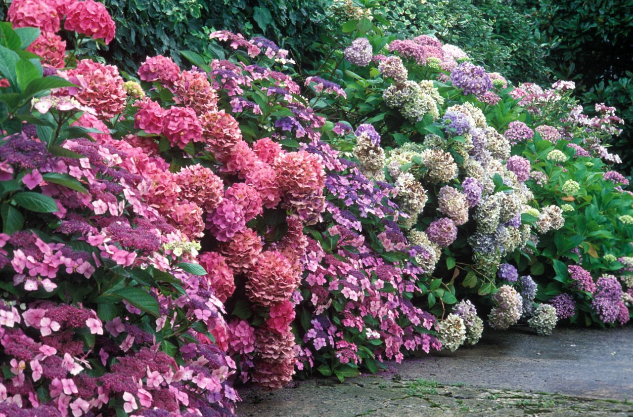 Лучшие кустарники цветущие все лето зимостойкие для участка. | красивый дом и сад