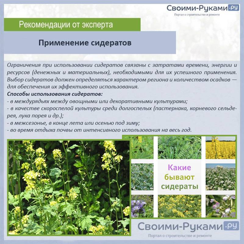 Что нужно знать о сидератах — виды, как подобрать? когда и как сеять
