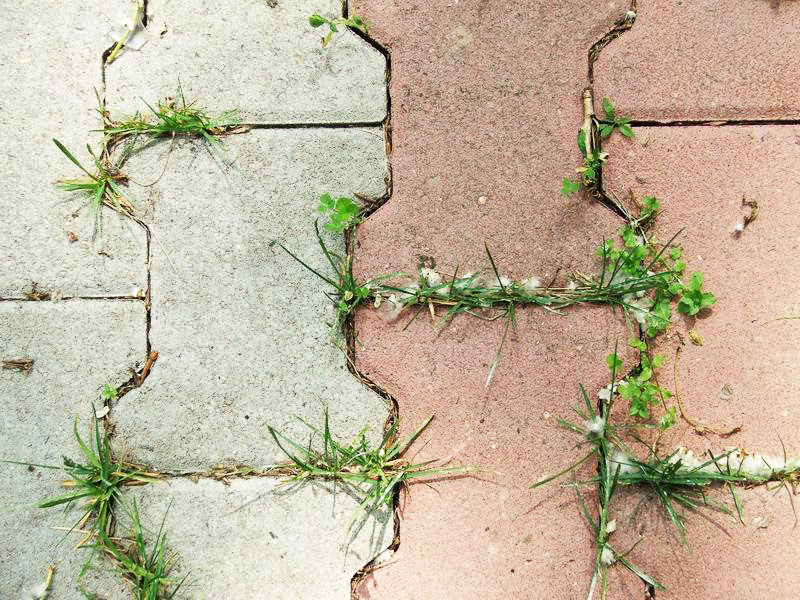 Лучшие способы, чтобы избавиться от травы на дорожках из плитки: обзор +видео
