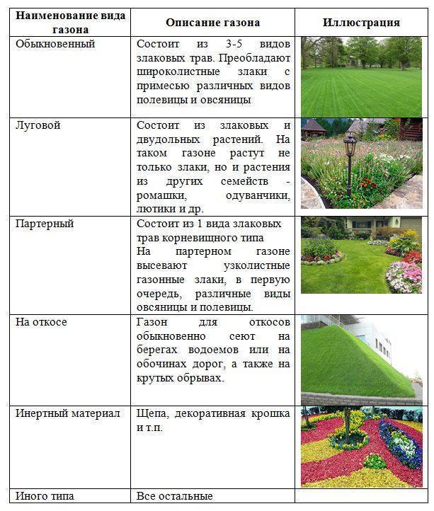 Сеянный газон: как выбрать газонную траву и какой из сортов самый лучший?