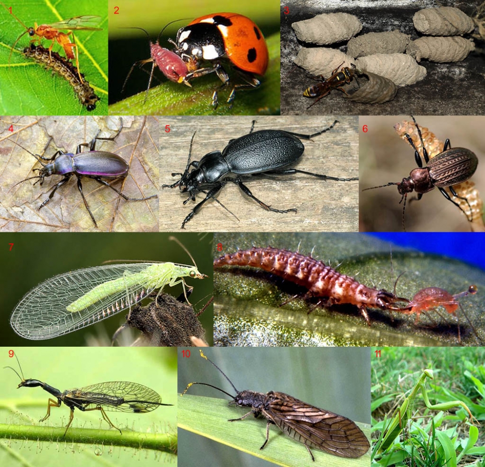 Полезные насекомые для растений в саду и огороде