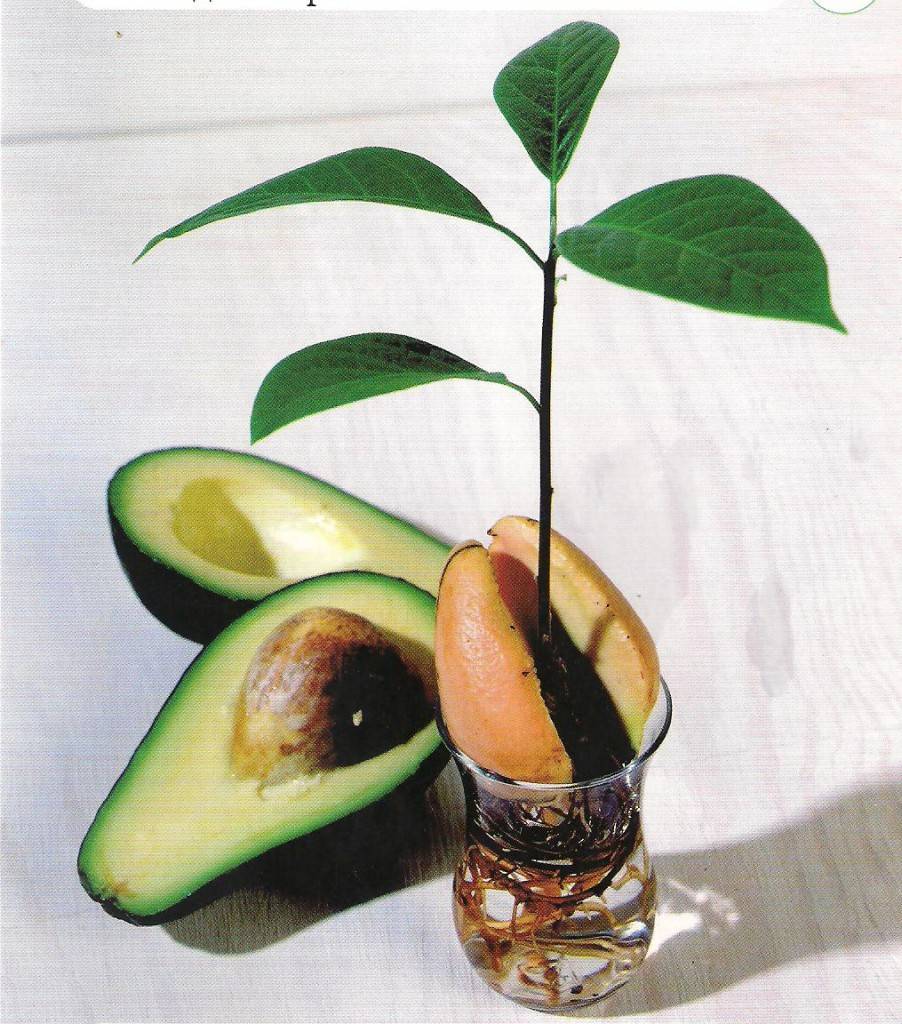 Как вырастить авокадо из косточки в домашних условиях: подробные инструкции и рекомендации