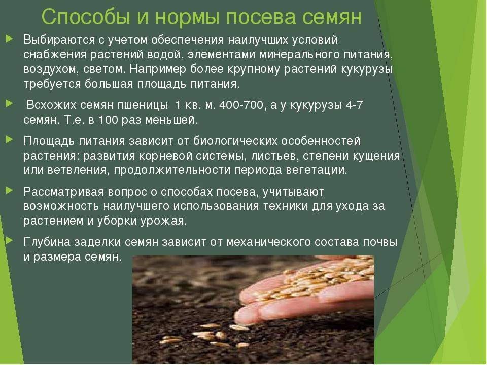 Подготовка семян к посеву. технология 5 класс