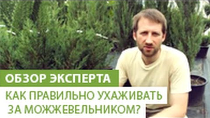 Можжевельник – посадка и уход