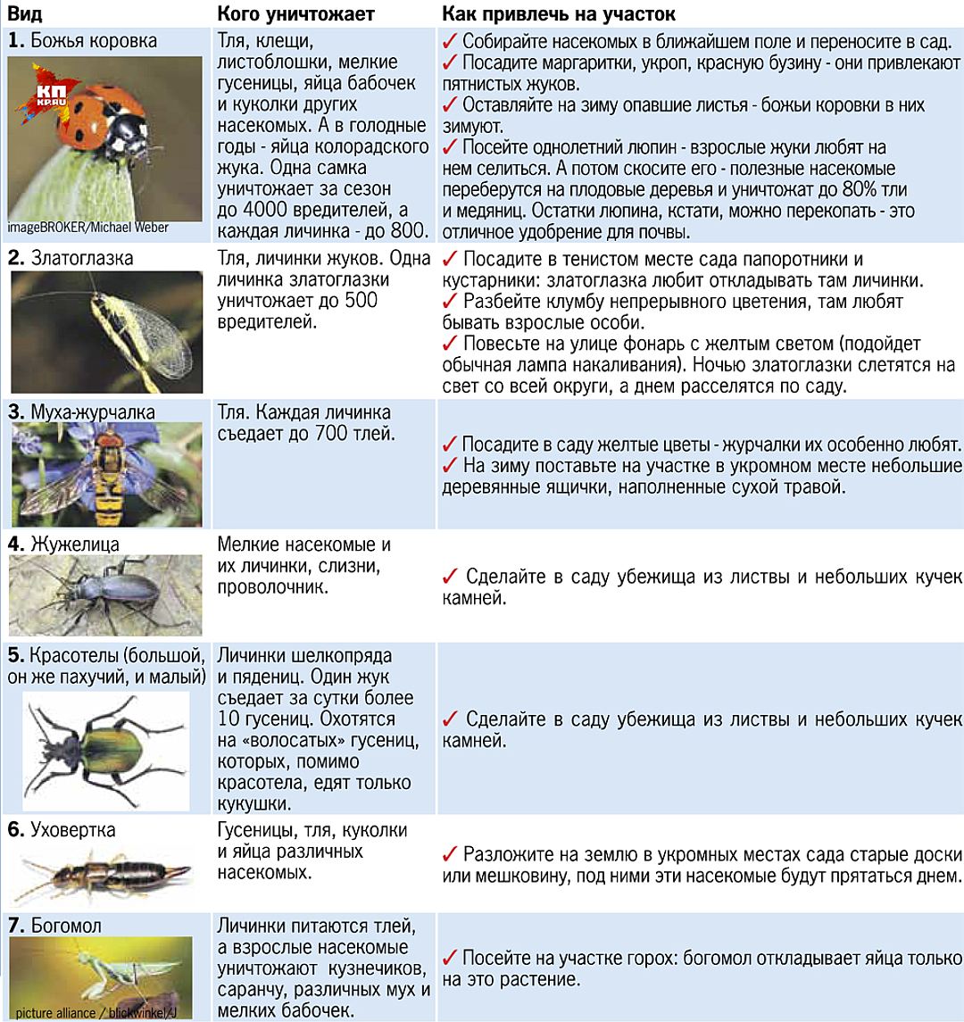 14 самых полезных насекомых вашего сада. описание и фото — ботаничка
