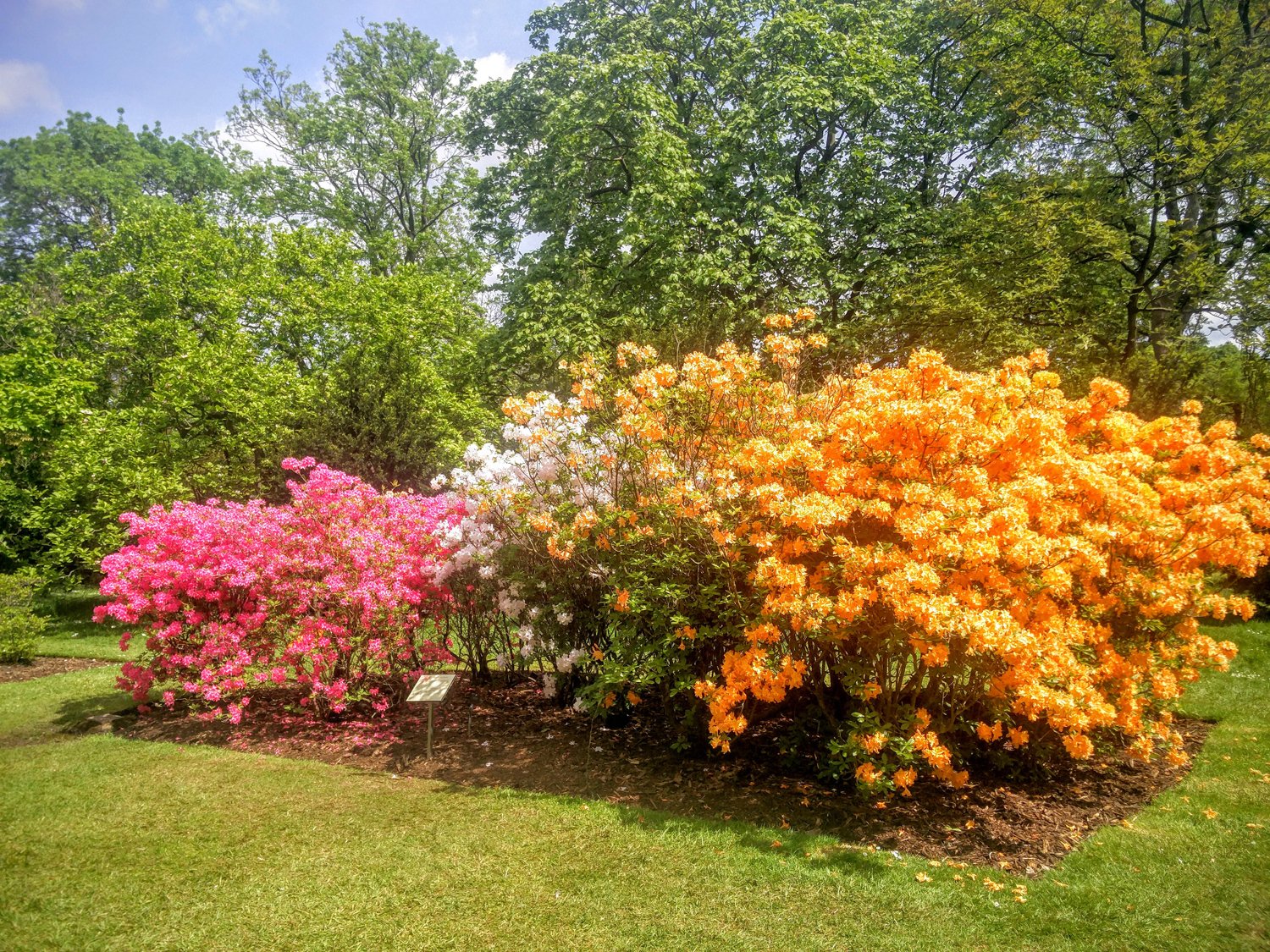 Посадка и уход за рододендронами в подмосковье: названия, описания, фото сортов, выращивание, и сажать ли весной или осенью, когда цветет, как правильно ухаживать?