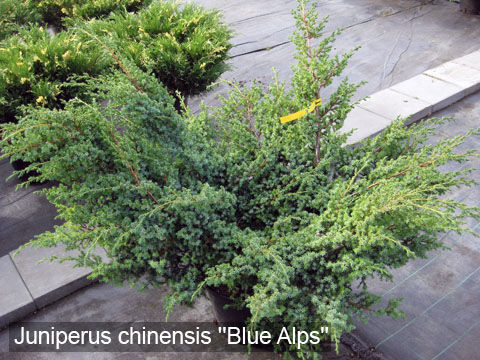 Можжевельник китайский «блю альпс»: посадка и правила ухода за растением