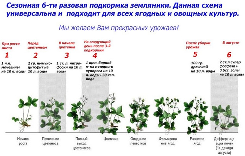 Чем подкормить клубнику весной — для хорошего урожая