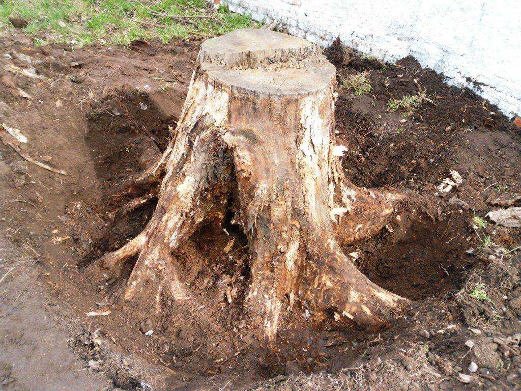 Как убрать пень на участке без корчевания и с корчеванием – 6 способов