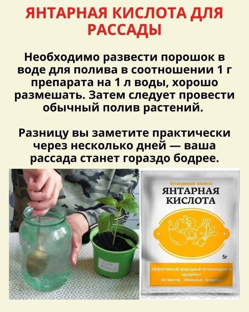 Янтарная кислота для растений — применение в таблетках для полива