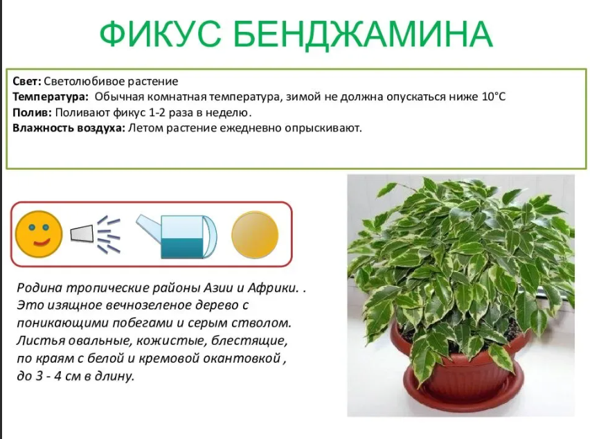 Фикус бенджамина — великолепен в любом интерьере. уход в домашних условиях. фото — ботаничка