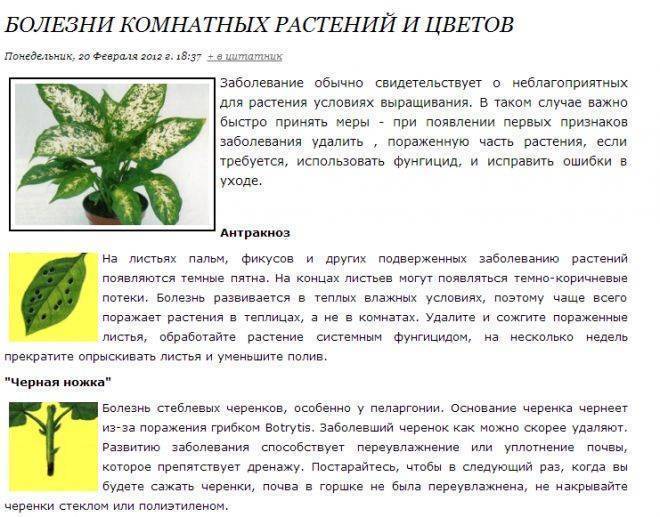 Виды вредителей комнатных растений с фото: как бороться с ними, какие признаки болезней  растений, чем обрабатывать в домашних условиях